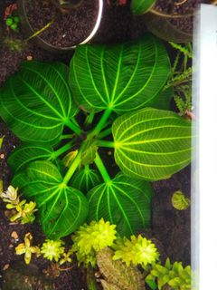 (Category: ) located in . Submitted by hessaquatics (Listing ID 1193154709, Image 1). Description: .