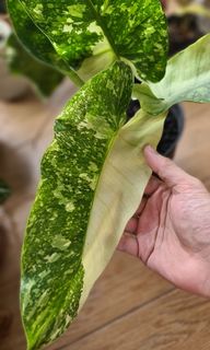 (Category: ) located in . Submitted by potheplant (Listing ID 1193142267, Image 1). Description: .