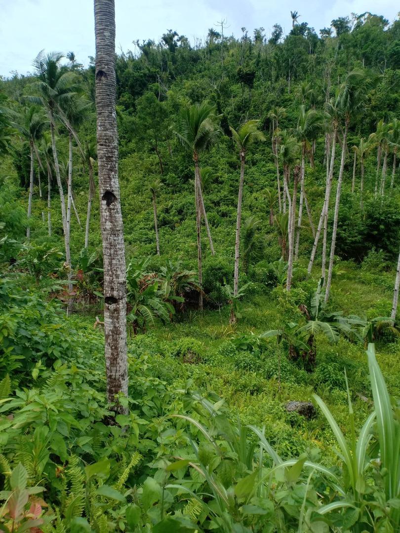 LOT FOR SALE (SIARGAO ISLAND AREA), Property, For Sale, Lot on Carousell