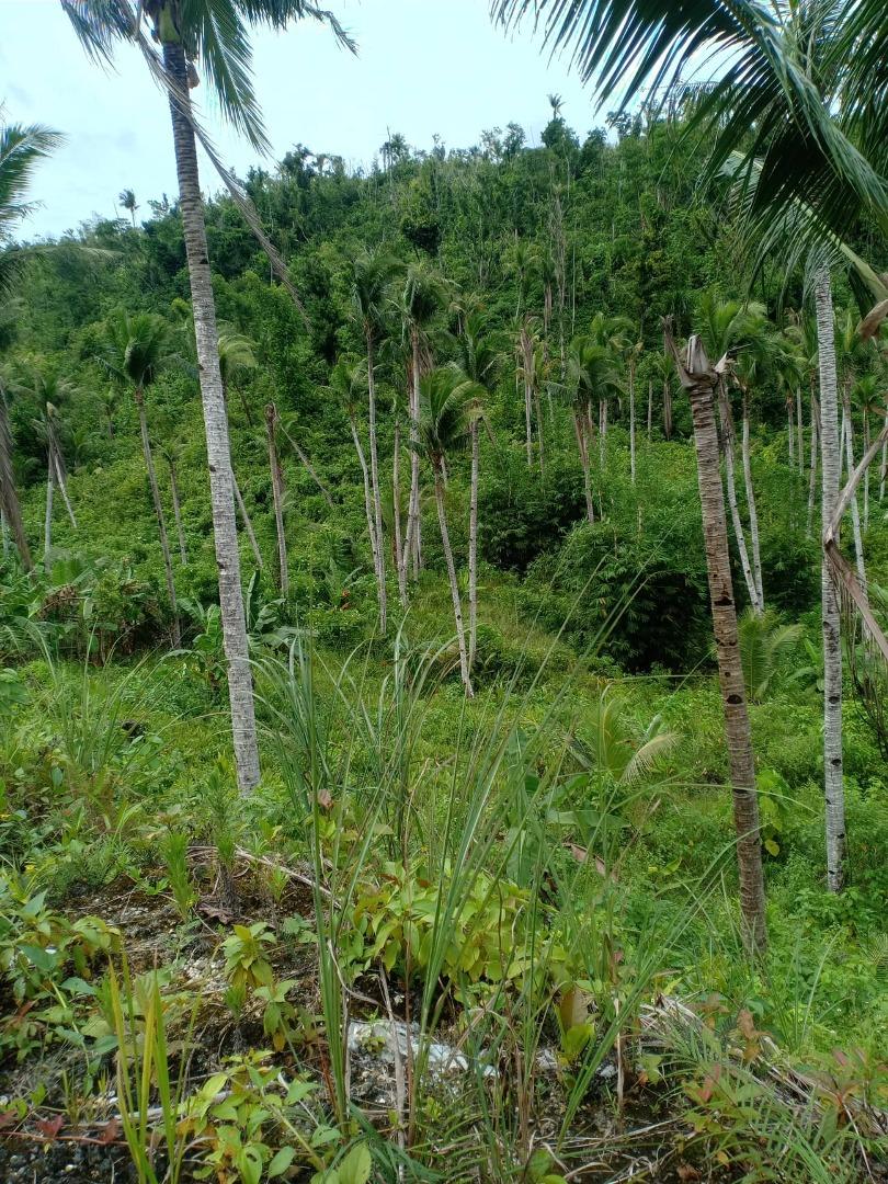 LOT FOR SALE (SIARGAO ISLAND AREA), Property, For Sale, Lot on Carousell