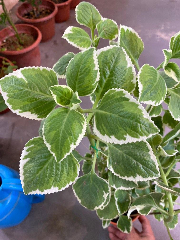 Mexican Mint/Indian Borage (Herbs) plant 6 each, Furniture & Home
