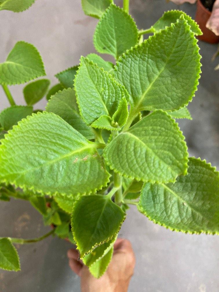 Mexican Mint/Indian Borage (Herbs) plant 6 each, Furniture & Home