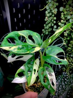 （分類：）位於 。 由 8f_plantlab 提交（商品編號 1193102742，圖片 1）。簡介： 。