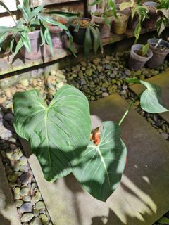 (Category: ) located in . Submitted by ronald.thia.1 (Listing ID 1193110654, Image 1). Description: .