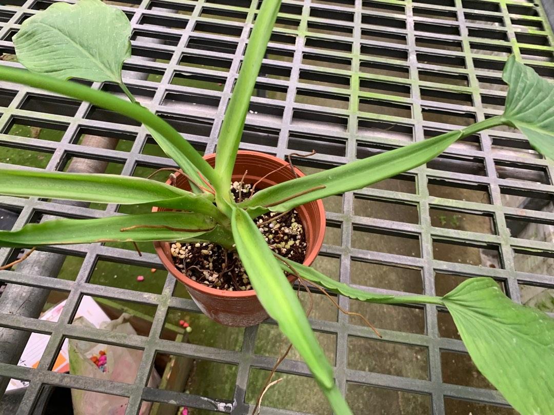 big foliage plants Gerrardanthus Macrorhizus 'Big Foot' 4  Rare Foliage Plant Co