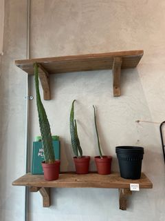 (Category: ) located in . Submitted by 27_Plants (Listing ID 1193118505, Image 1). Description: .