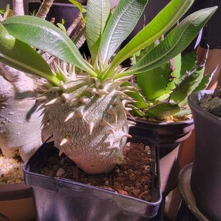 （分類：）位於 。 由 mcchilam 提交（商品編號 1193273127，圖片 1）。簡介： 。