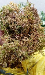 🪹 Dried Moss for Plants 🪹 ( 1 sack )