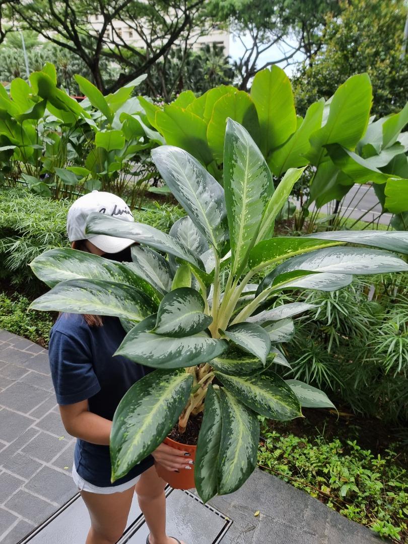 Aglaonema White Rain [REAL PLANT] #supportlocal, Furniture & Home Living,  Gardening, Plants & Seeds on Carousell