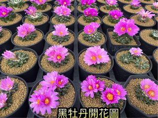 （分類：）位於 。 由 TT_CACTUS 提交（商品編號 1183709600，圖片 1）。簡介： 。