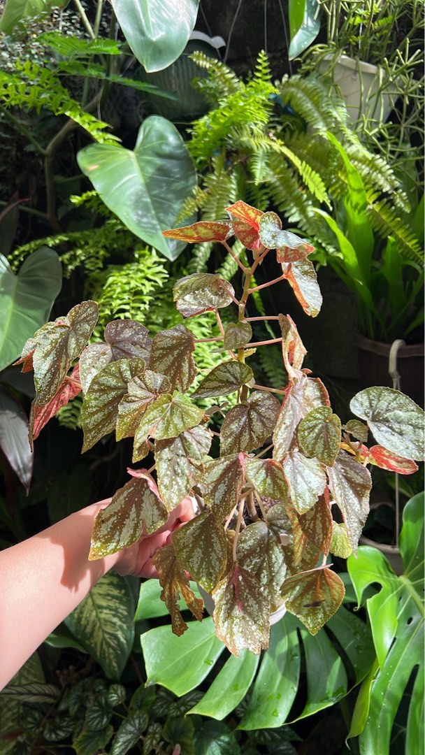 Begonia U168, Furniture & Home Living, Gardening, Plants & Seeds on  Carousell