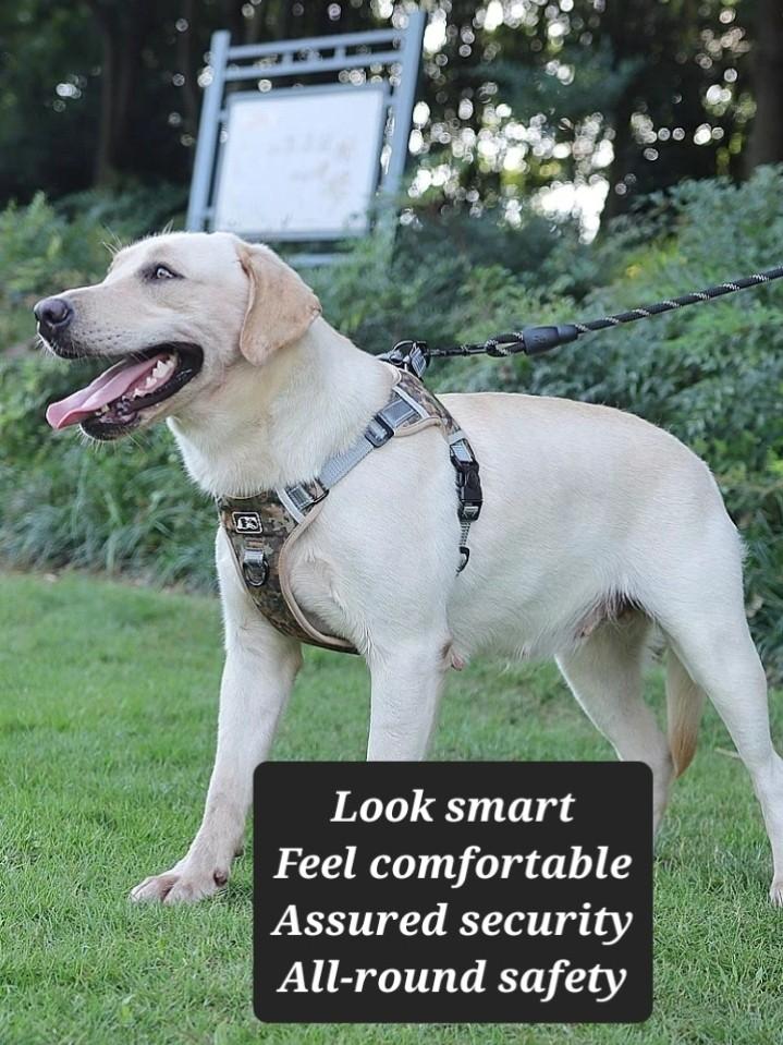 Metal free dog leash on sale