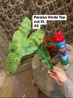 (Category: ) located in . Submitted by stalkstrading (Listing ID 1193278573, Image 1). Description: .
