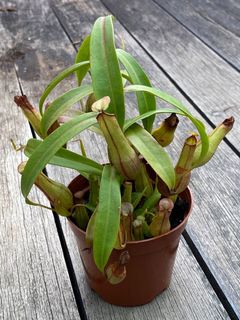 (Category: ) located in . Submitted by plantstuff (Listing ID 1193234312, Image 1). Description: .