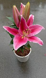 Stargazer Flowering Plant