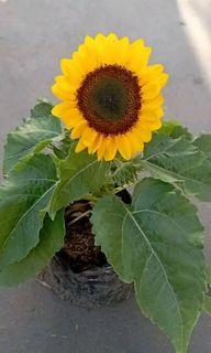 Sun Flower Plant
