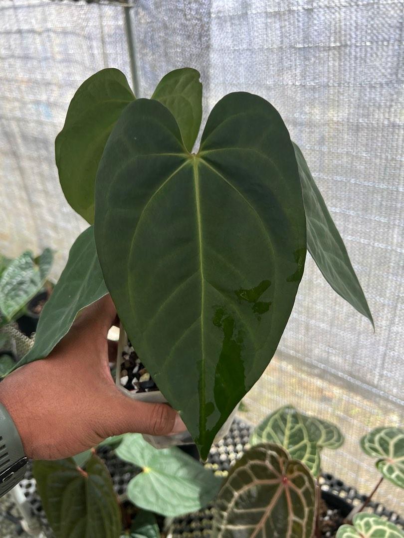Anthurium Ace of Spades x Papillilaminum, Furniture & Home Living