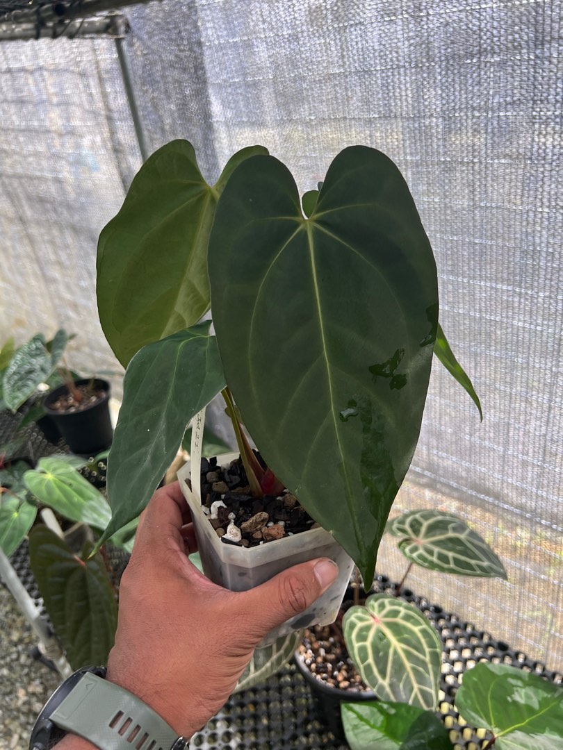 Anthurium Ace of Spades x Papillilaminum, Furniture & Home Living