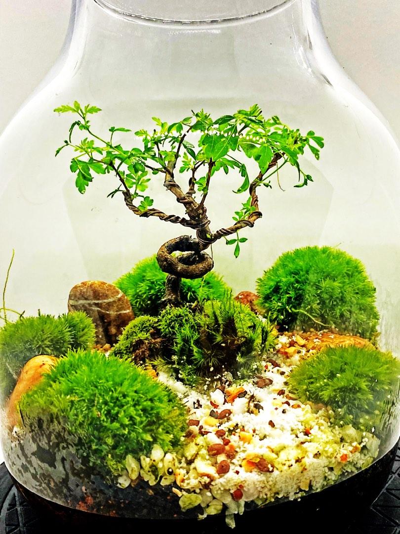 Branching Out Bonsai Terrarium, Furniture & Home Living, Gardening