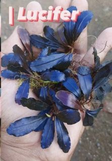 bucephalandra sp, Furniture & Home Living, Gardening, Plants 