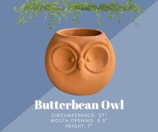 Butterbean Owl Clay Pot