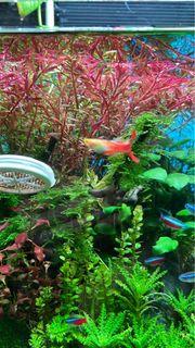 Free mix aquatic plants, rotala super green and rotala super red