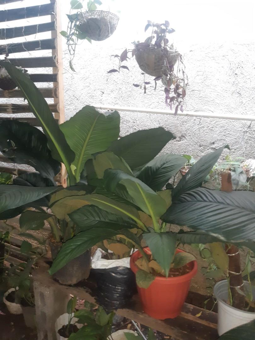 Large leaves Sensation, Furniture & Home Living, Gardening, Plants