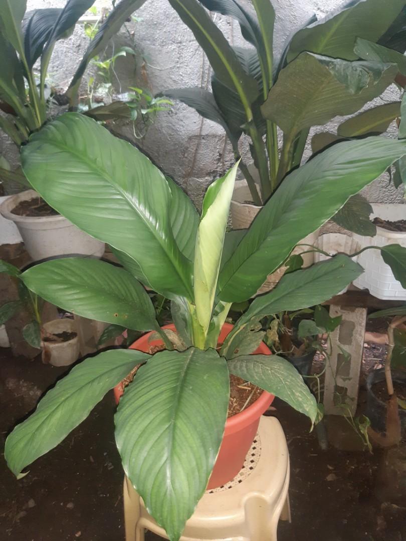 Large leaves Sensation, Furniture & Home Living, Gardening, Plants