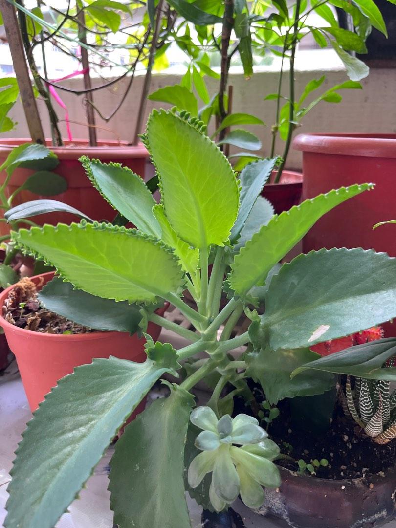 Mother of thousands (devil’s backbone), Furniture & Home Living
