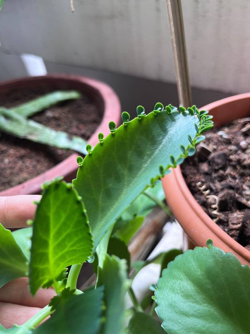 Mother of thousands (devil’s backbone), Furniture & Home Living