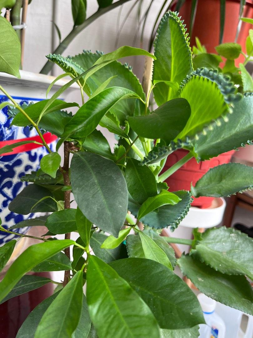 Mother of thousands (devil’s backbone), Furniture & Home Living