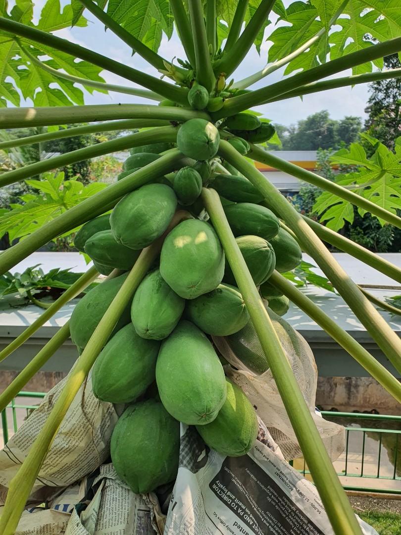 Organically grown dwarf papaya tree for sale, Furniture & Home Living