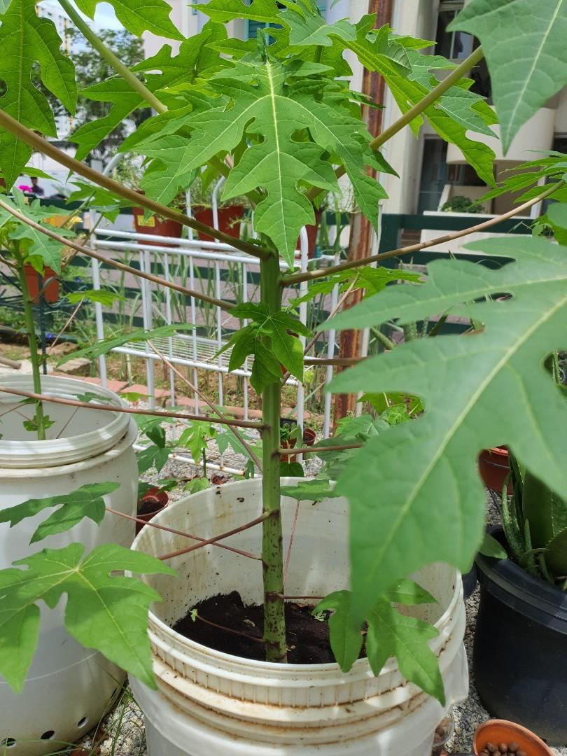 Organically grown dwarf papaya tree for sale, Furniture & Home Living