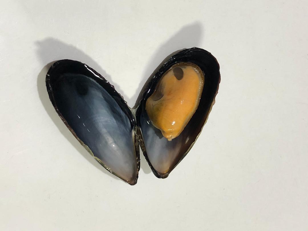 Pacific Bay Whole Mussels 500G., Food & Drinks, Chilled & Frozen Food