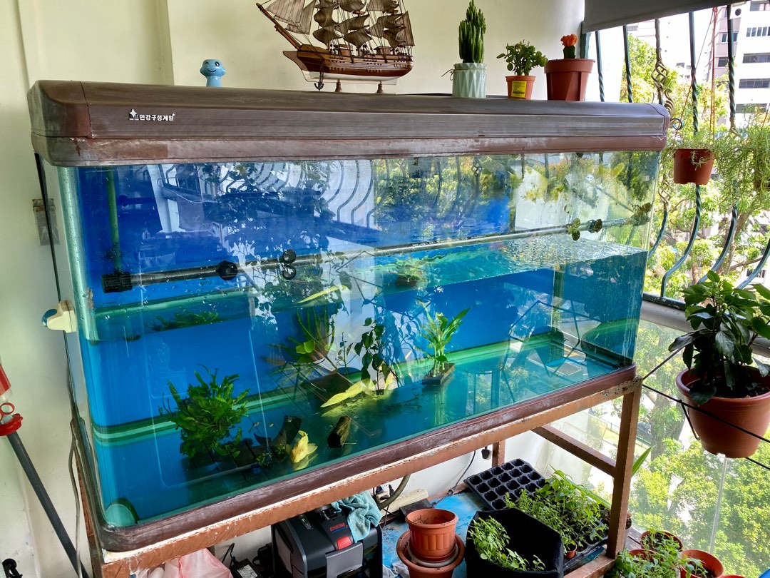 5ft fish tank with stand, Pet Supplies, Homes & Other Pet Accessories