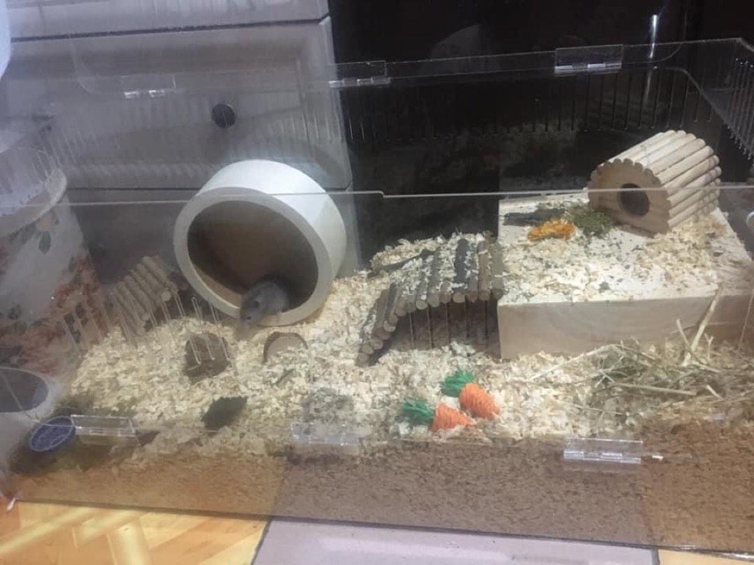 Acrylic terrarium outlet hamster