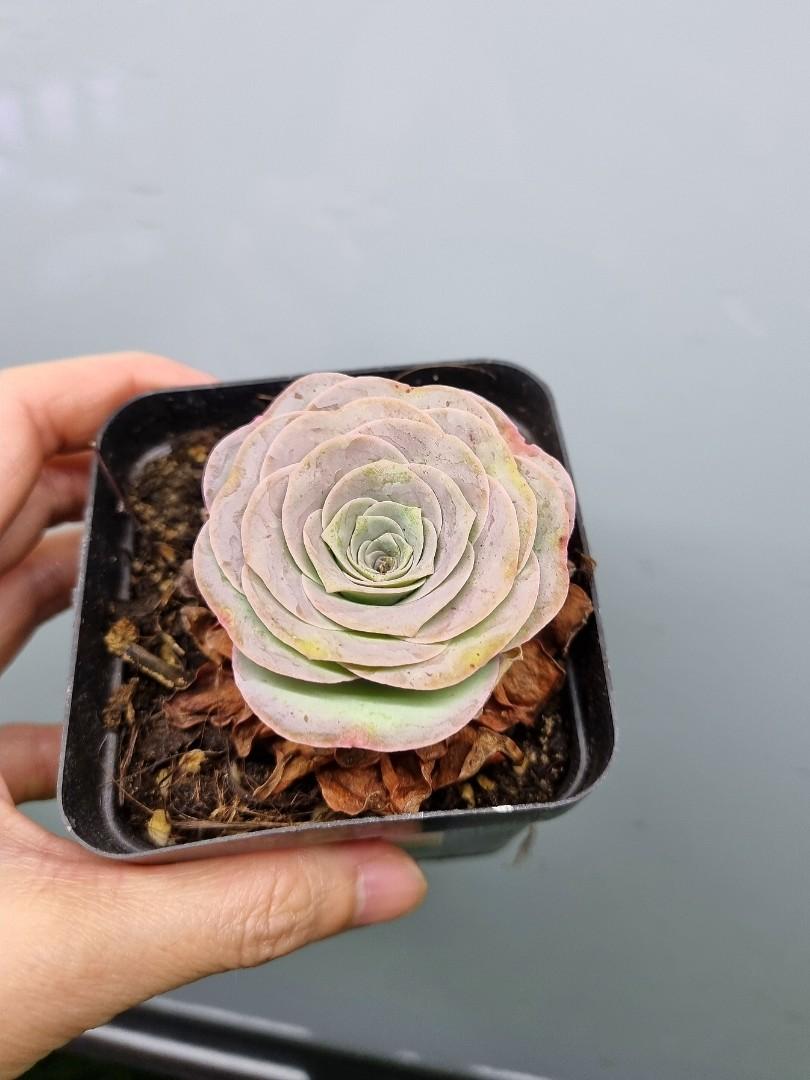 Greenovia Pink Succulent, Furniture & Home Living, Gardening, Plants