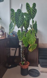 (Category: ) located in . Submitted by fp5312 (Listing ID 1188443820, Image 1). Description: .