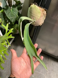 (Category: ) located in . Submitted by plantsparty (Listing ID 1188521390, Image 1). Description: .