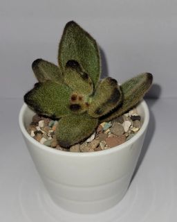 黃熊童子多肉植物 傢俬 家居 園藝 植物及種子 Carousell