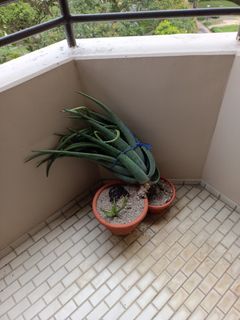 (Category: ) located in . Submitted by Ed8818 (Listing ID 1193591990, Image 1). Description: .