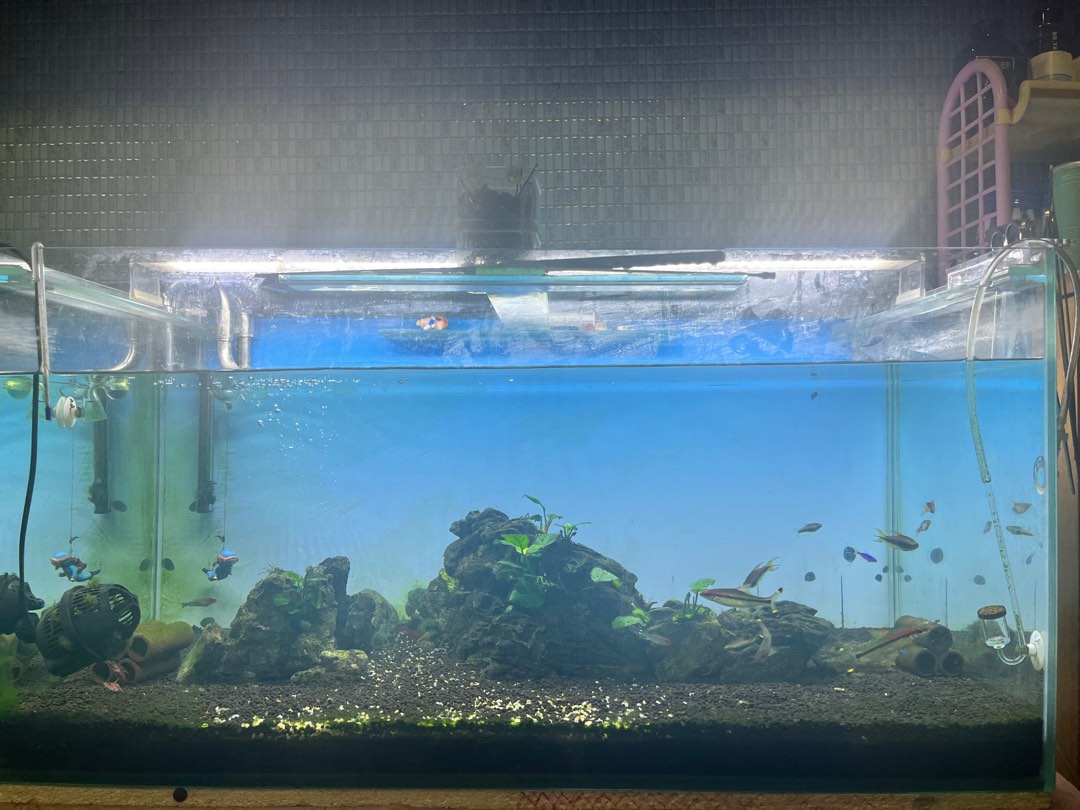 Aquarium Fish tank for sales, Pet Supplies, Homes & Other Pet