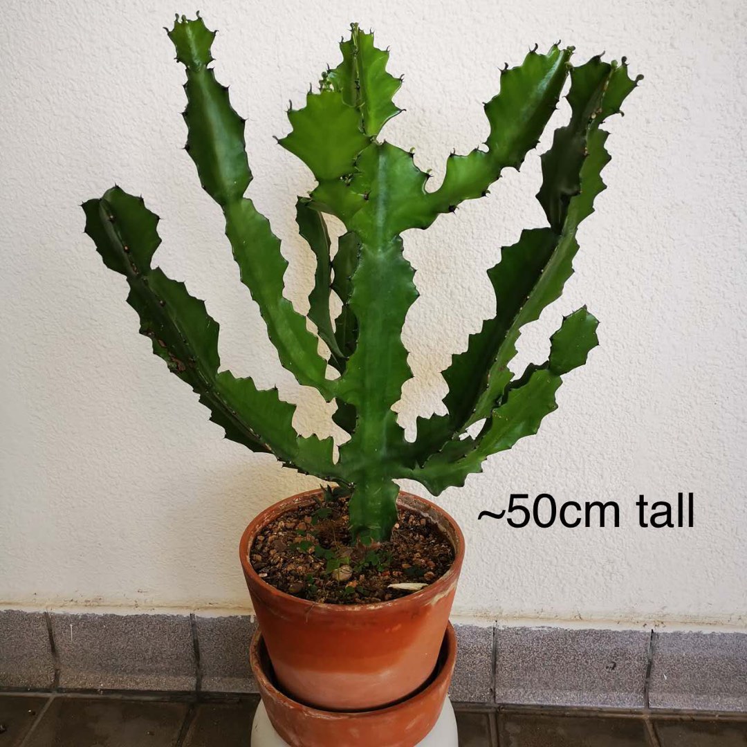 Euphorbia lactea / candelabra cactus plant, Furniture & Home Living, Gardening, Plants & Seeds