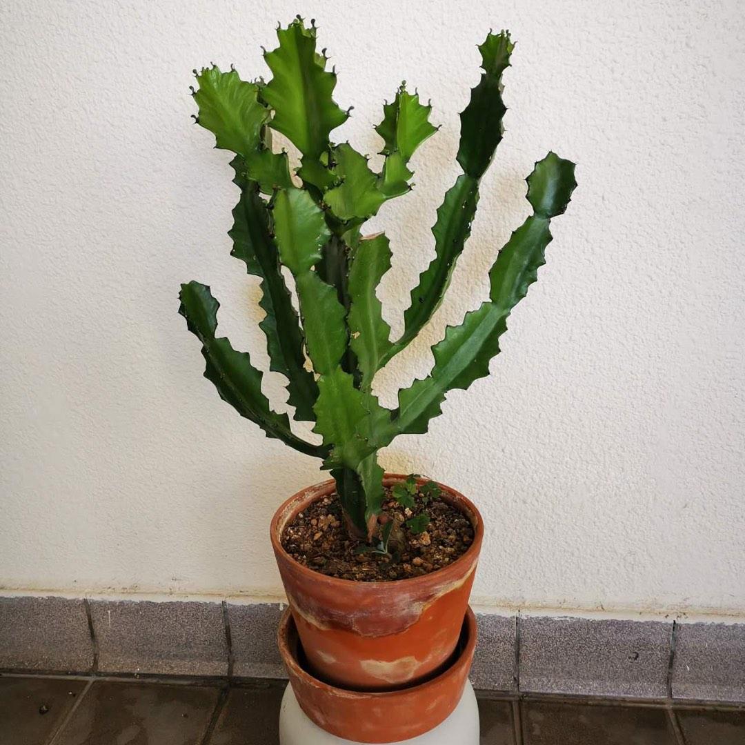 Euphorbia lactea / candelabra cactus plant, Furniture & Home Living, Gardening, Plants & Seeds