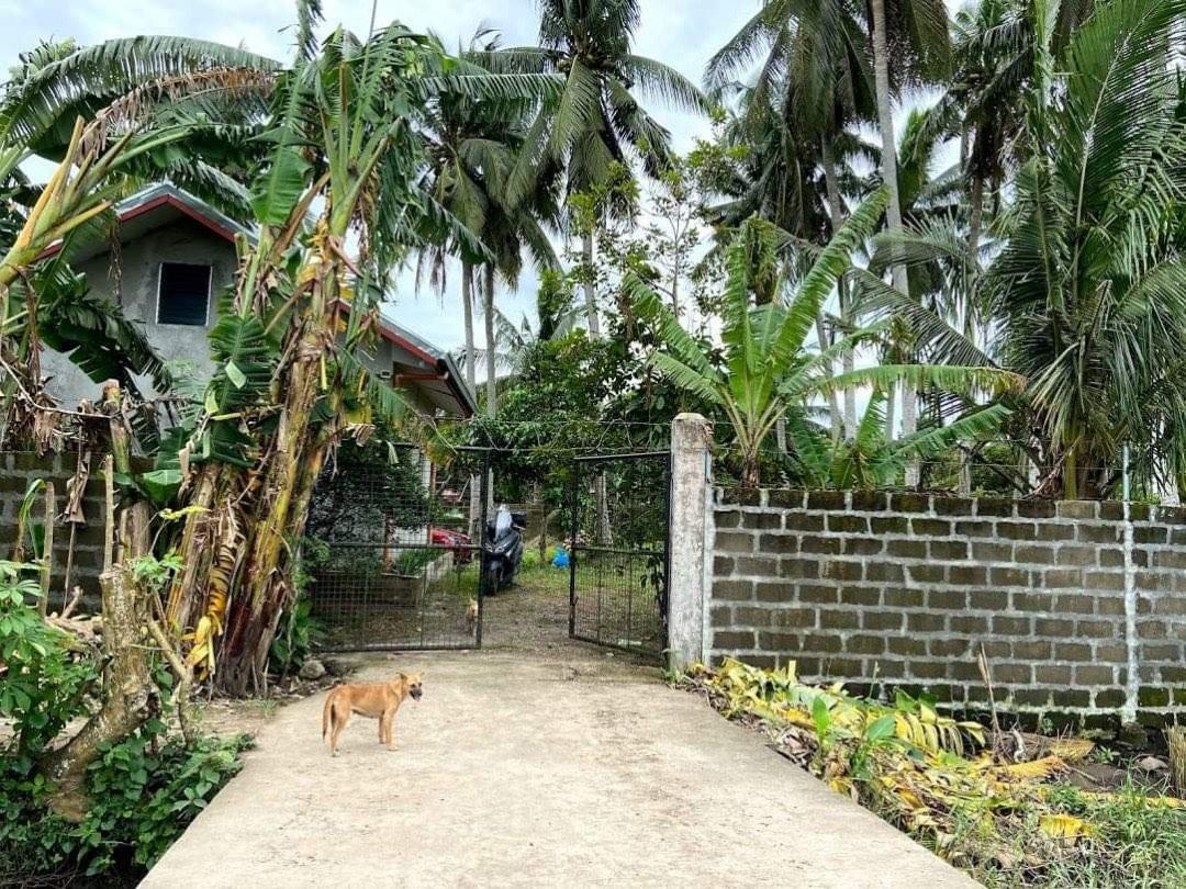 Farm with Concrete House (Category: House & Lot) located in Taguig. Submitted by nikkoscollection (Listing ID 1070325884, Image 1). Description: FOR SALE FARM LOT WITH HOUSE Price: 3.95M negotiable Occular should be planned ahead as we live far from the property. 👉 2 Lots 883sqm each (Total: 1,766sqm.) 👉 Both lots have Clean Title 👉 Location: Bry. San Juan & Bubukal, Sta. Cruz, Laguna (near Laguna Sports Complex and Camelia Sta. Cruz) 👉 with 