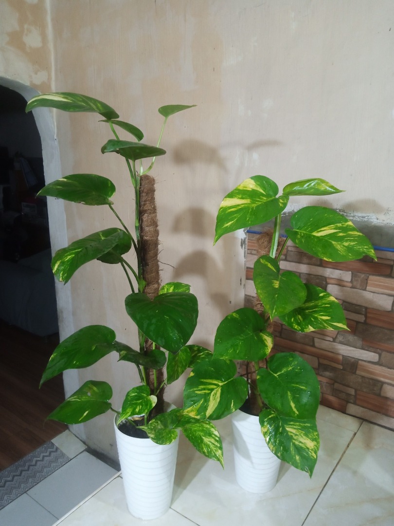 thumbnail image 2 of N'joy Pothos Plant, Furniture & Home Living, Gardening, Plants & Seeds On 2 of 13