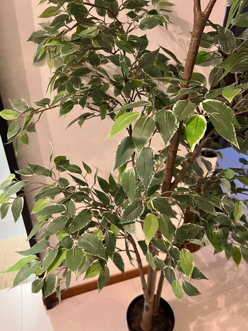 IKEA Artificial potted plant, Weeping fig, 21 cm, Furniture & Home Living, Home Decor