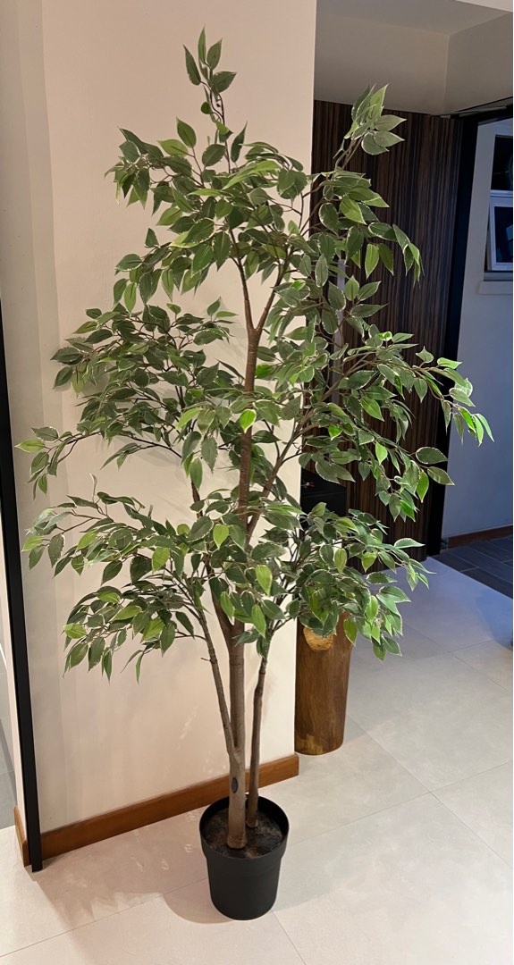 IKEA Artificial potted plant, Weeping fig, 21 cm, Furniture & Home Living, Home Decor