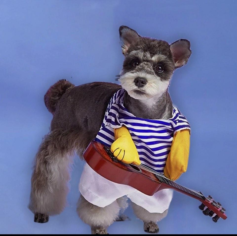 Pet Guitar costume and accessories (Category: Homes & Other Pet Accessories) located in Quezon City. Submitted by dressing_pretty22 (Listing ID 1193697877, Image 3). Description: High Quality: This guitar costume is made of high quality polyester cotton, which is close to the skin and is very soft and breathable.Cute and Fun: People will find your pet funny when they see it coming up to them in this crazy guitar player costume. SIZE: Neck circumf