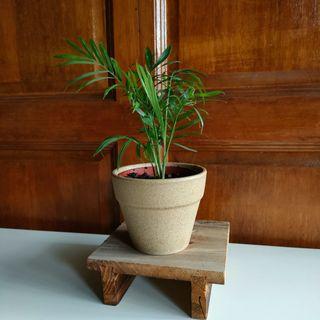 Pokok gift office deco plant potted